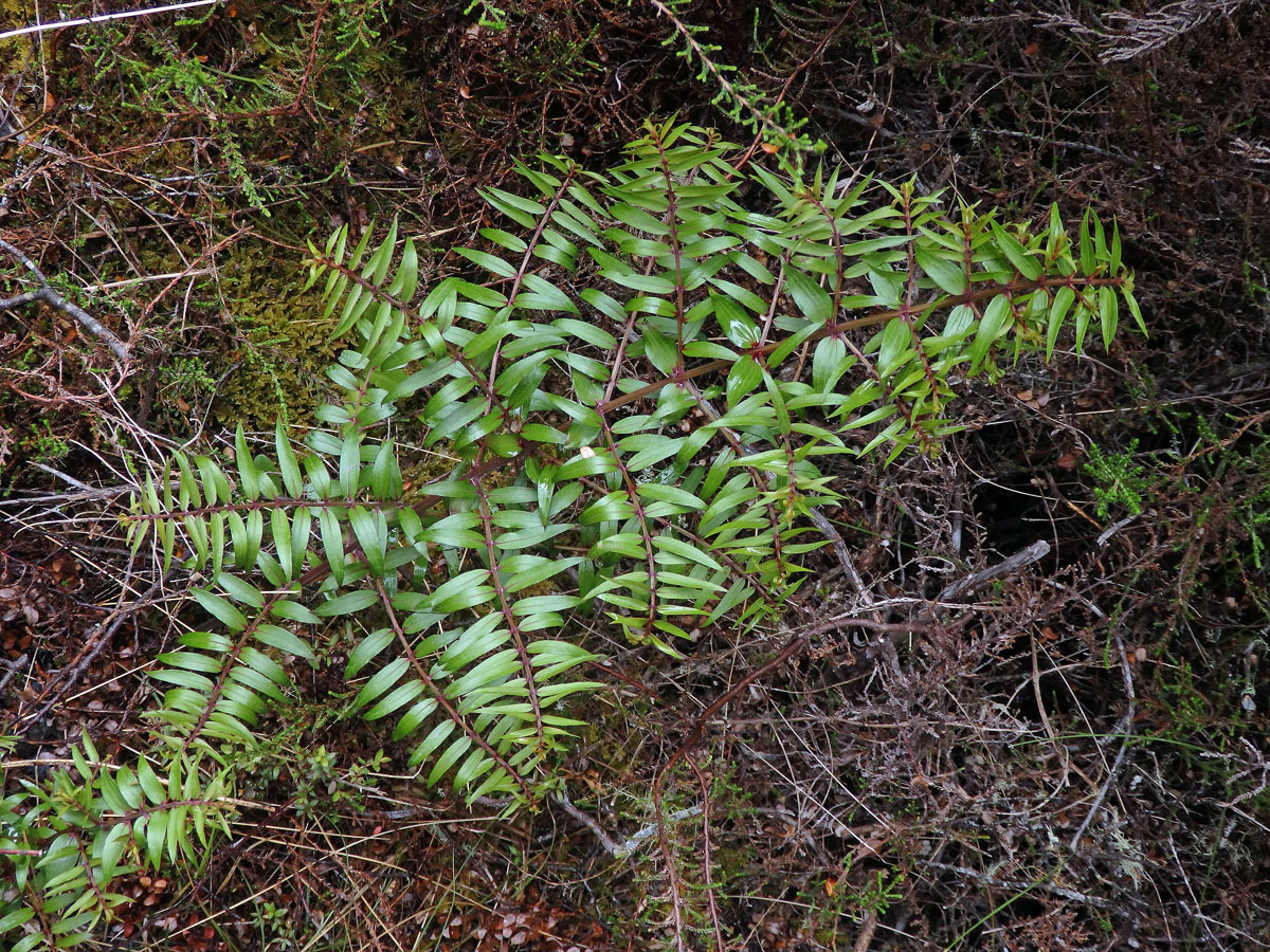 Kožařka (Coriaria sarmentosa G. Forst)