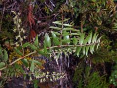 Kožařka (Coriaria sarmentosa G. Forst)