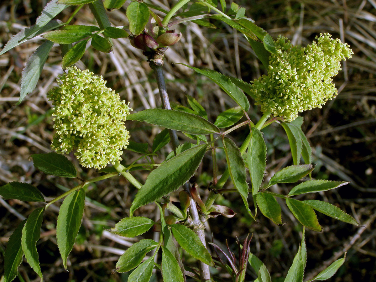 Bez červený - hroznatý (Sambucus racemosa L.)