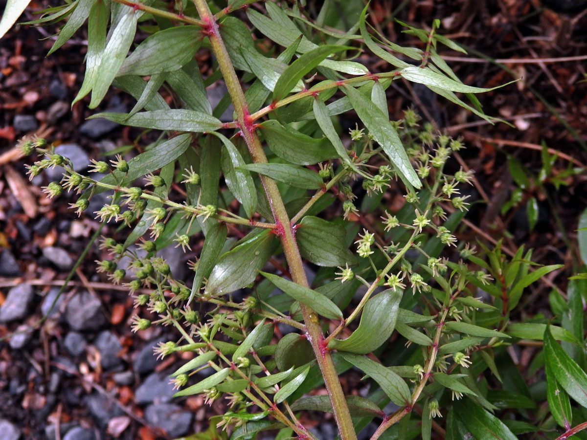 Kožařka (Coriaria sarmentosa G. Forst)