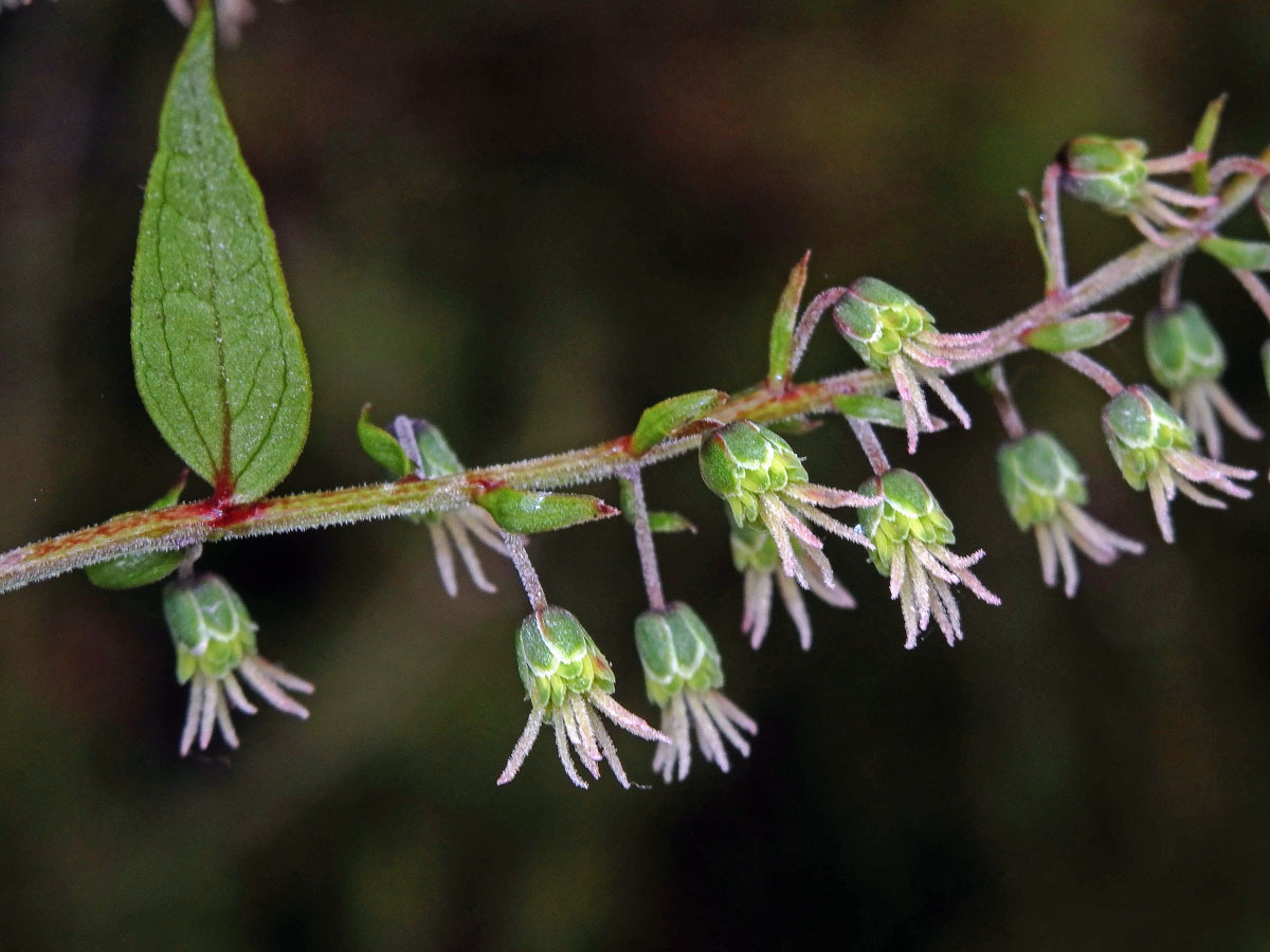 Kožařka (Coriaria sarmentosa G. Forst)