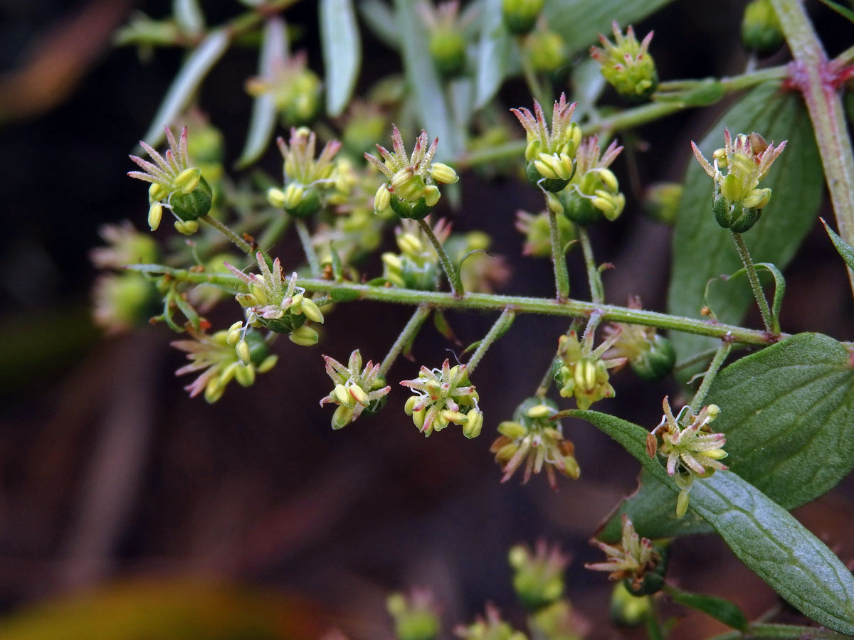 Kožařka (Coriaria sarmentosa G. Forst)