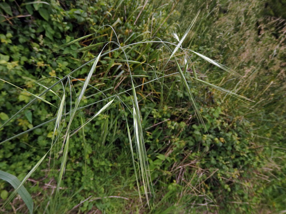 Sveřep (Bromus diandrus Roth)