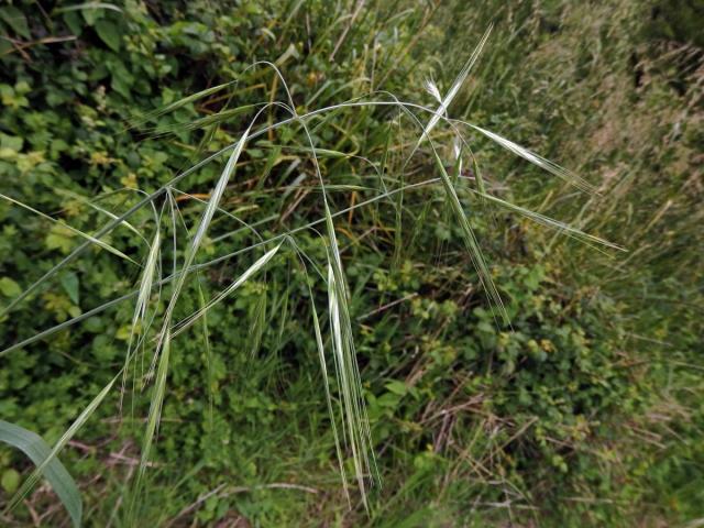 Sveřep (Bromus diandrus Roth)