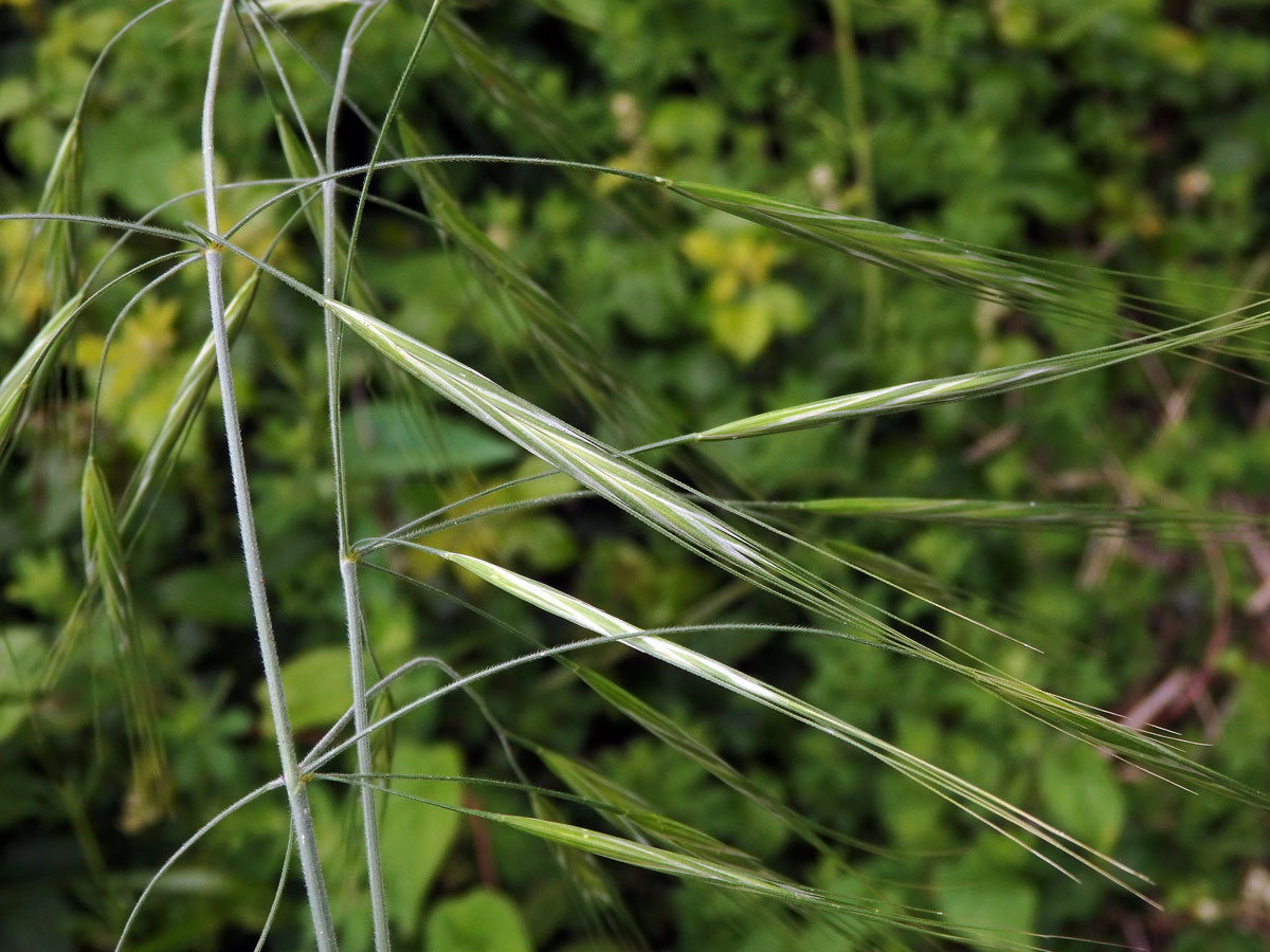 Sveřep (Bromus diandrus Roth)