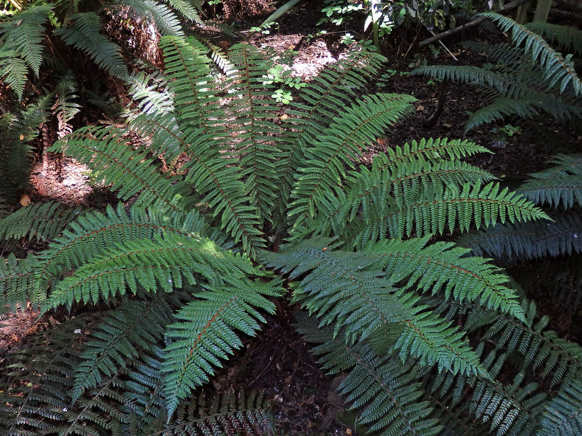 Kapradina (Polystichum vestitum (G. Forst.) C. Presl