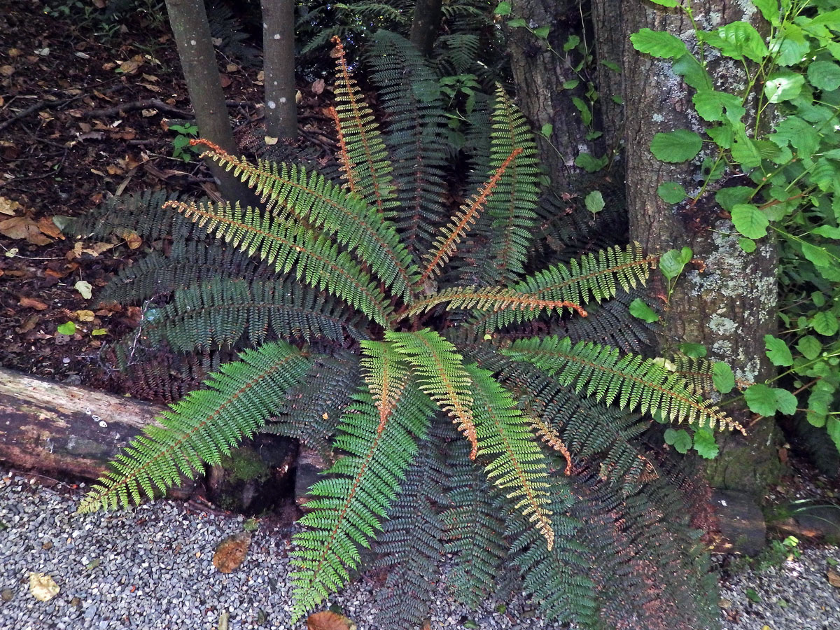 Kapradina (Polystichum vestitum (G. Forst.) C. Presl