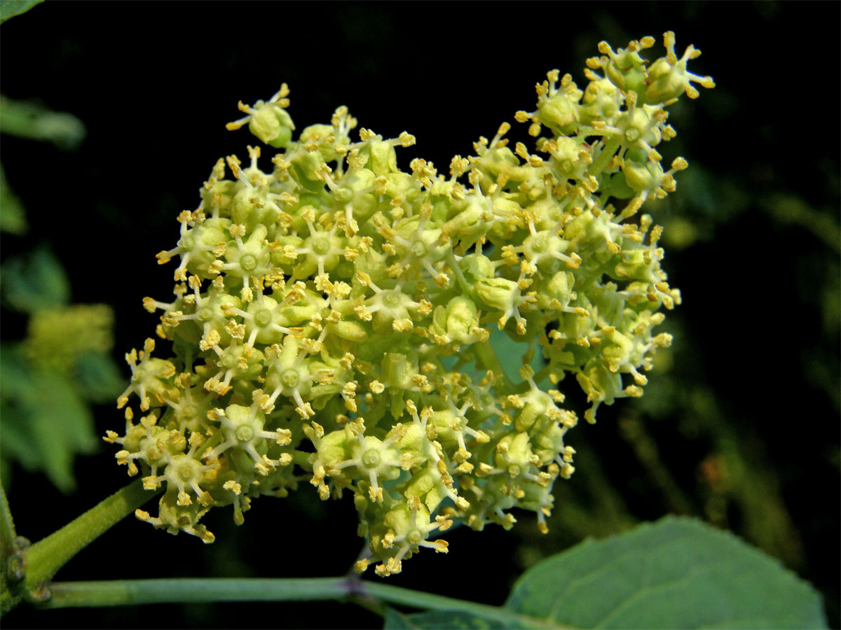 Bez červený - hroznatý (Sambucus racemosa L.)