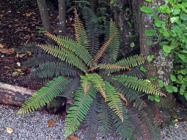 Kapradina (Polystichum vestitum (G. Forst.) C. Presl