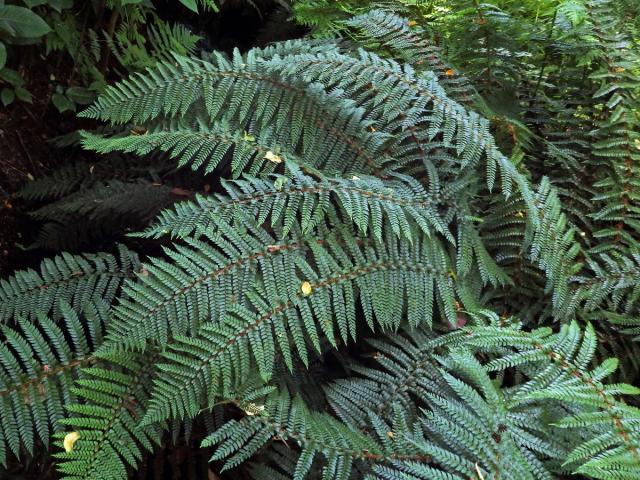 Kapradina (Polystichum vestitum (G. Forst.) C. Presl