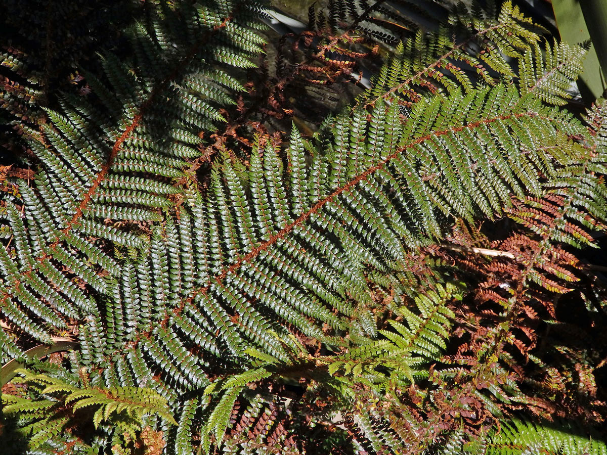 Kapradina (Polystichum vestitum (G. Forst.) C. Presl