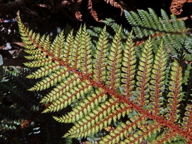 Kapradina (Polystichum vestitum (G. Forst.) C. Presl