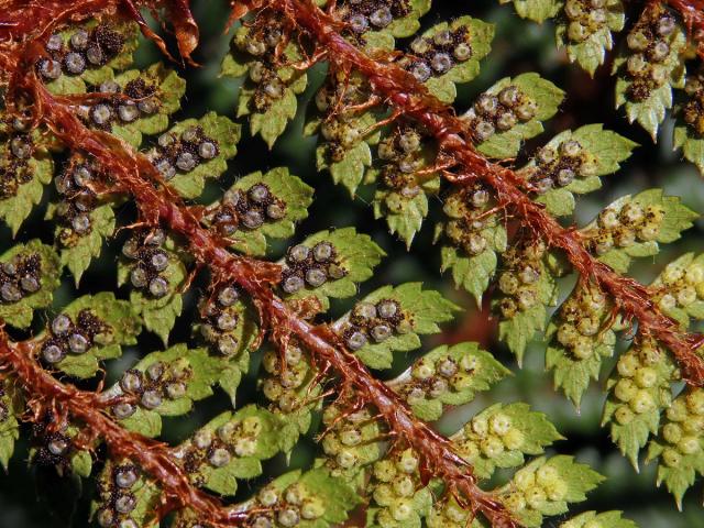 Kapradina (Polystichum vestitum (G. Forst.) C. Presl