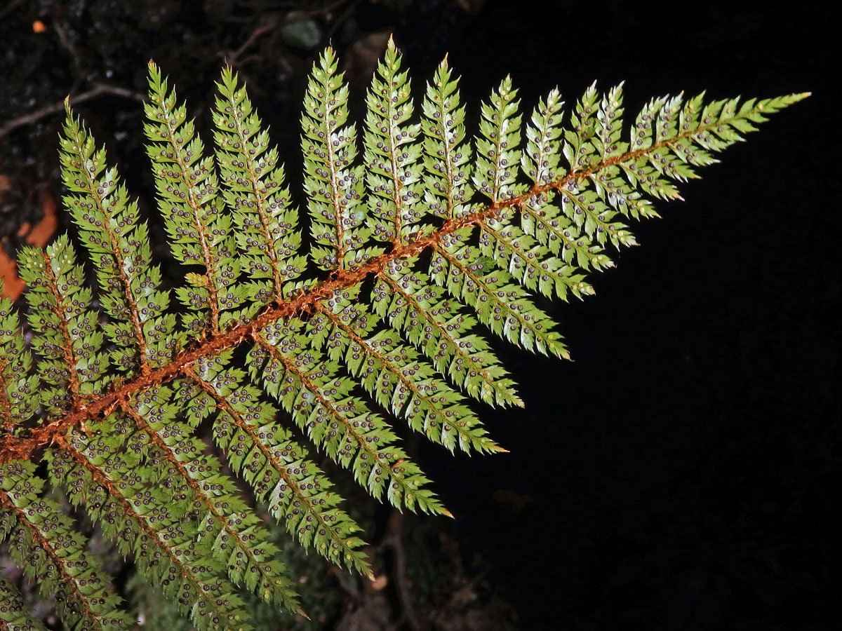 Kapradina (Polystichum vestitum (G. Forst.) C. Presl