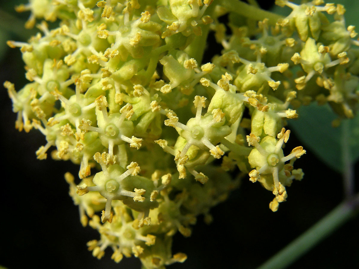 Bez červený - hroznatý (Sambucus racemosa L.)