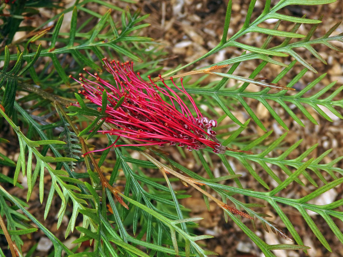 Grevillea banksii R. Br.