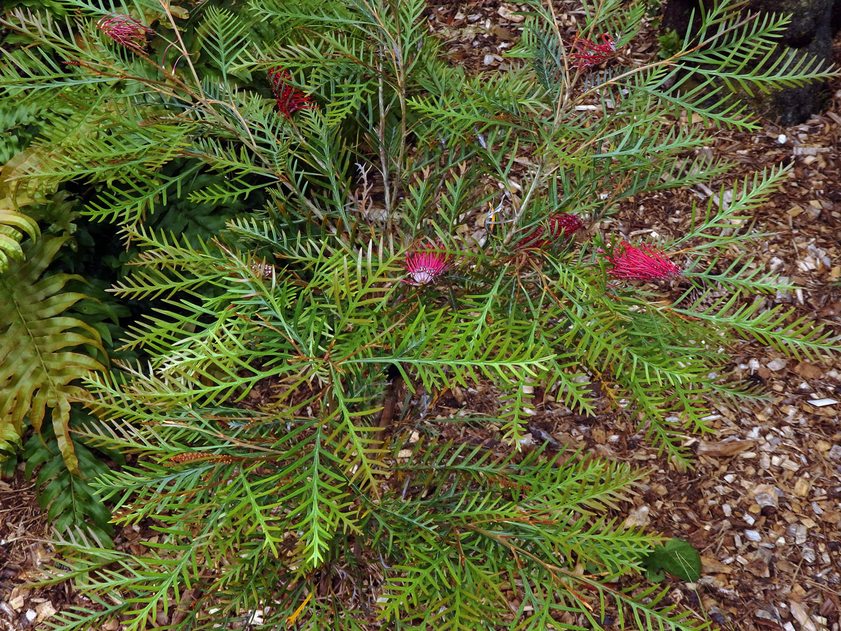 Grevillea banksii R. Br.