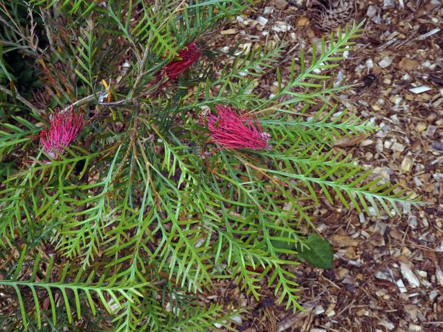 Grevillea banksii R. Br.