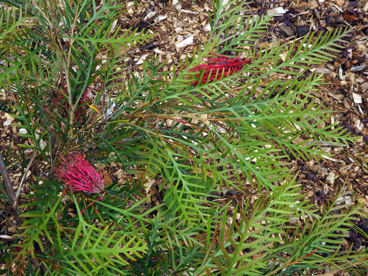 Grevillea banksii R. Br.