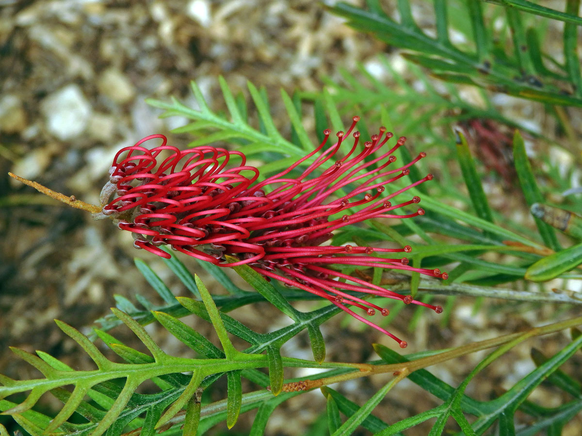 Grevillea banksii R. Br.