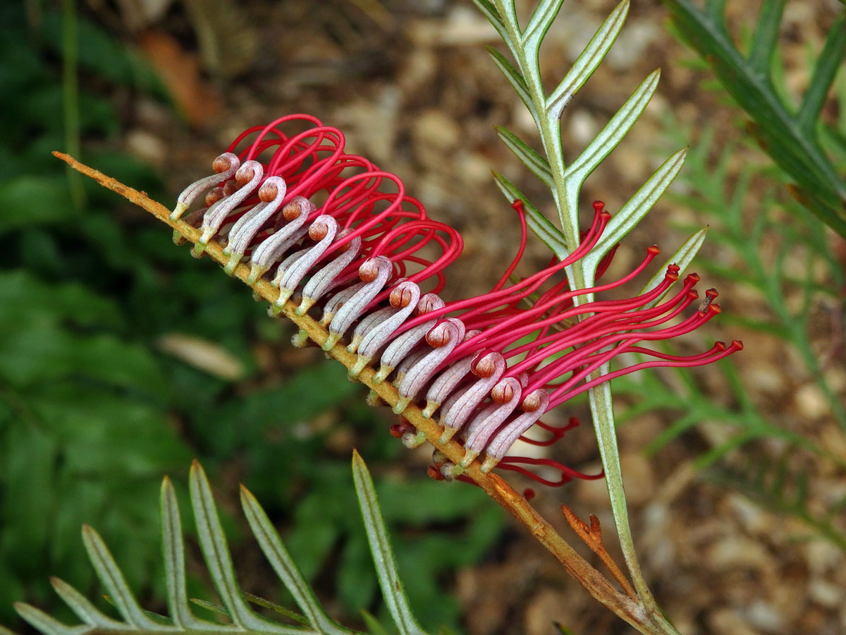 Grevillea banksii R. Br.