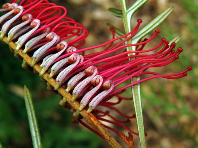 Grevillea banksii R. Br.