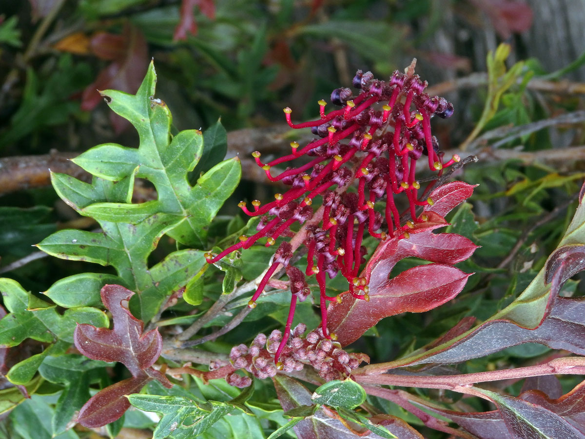 Grevillea × gaudichaudii R. Br. ex Gaudich