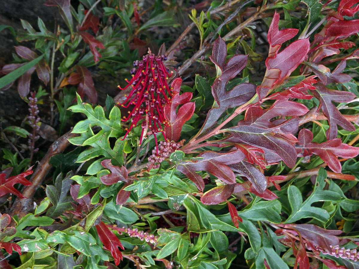 Grevillea × gaudichaudii R. Br. ex Gaudich