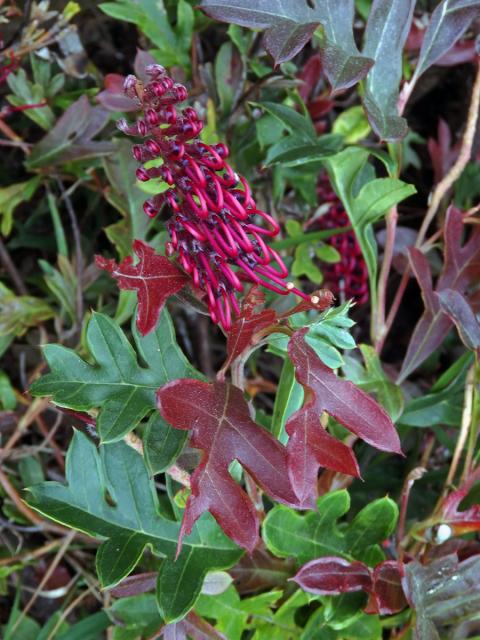 Grevillea × gaudichaudii R. Br. ex Gaudich