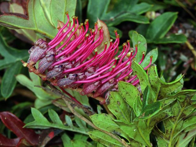 Grevillea × gaudichaudii R. Br. ex Gaudich