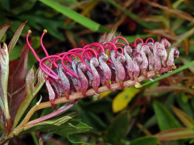 Grevillea × gaudichaudii R. Br. ex Gaudich