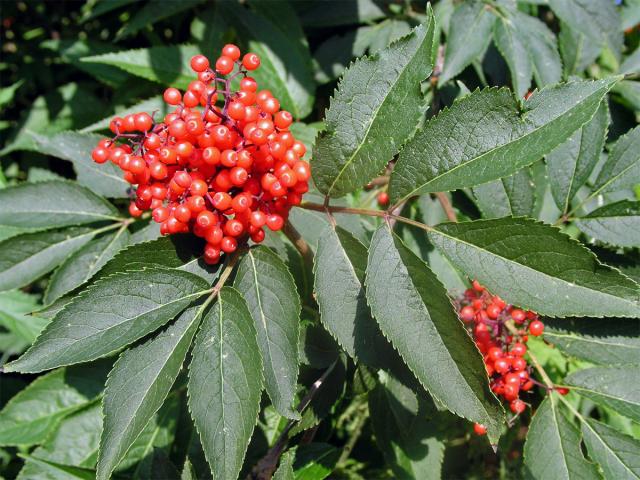 Bez červený - hroznatý (Sambucus racemosa L.)