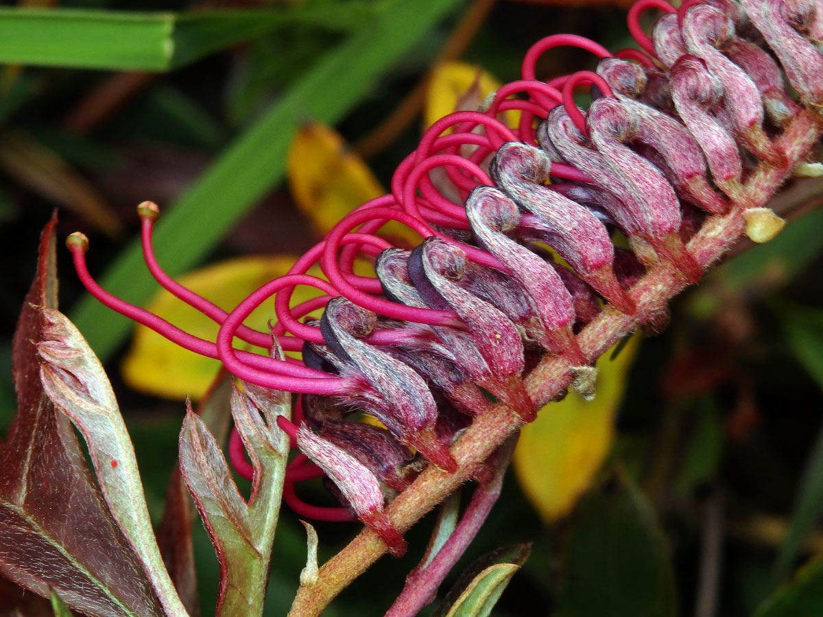 Grevillea × gaudichaudii R. Br. ex Gaudich