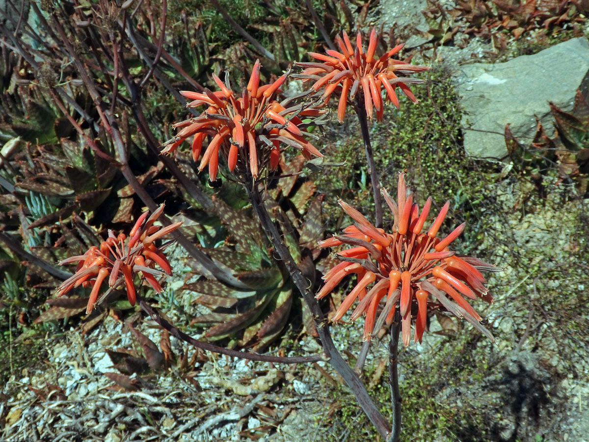 Aloe (Aloe maculata All.)