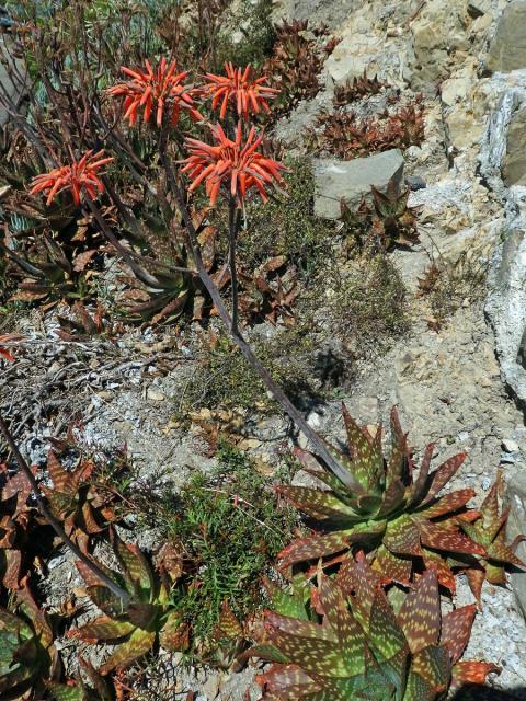 Aloe (Aloe maculata All.)