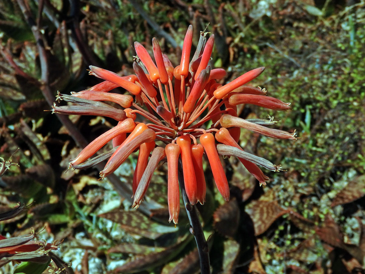 Aloe (Aloe maculata All.)