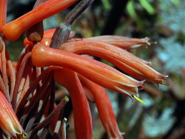 Aloe (Aloe maculata All.)