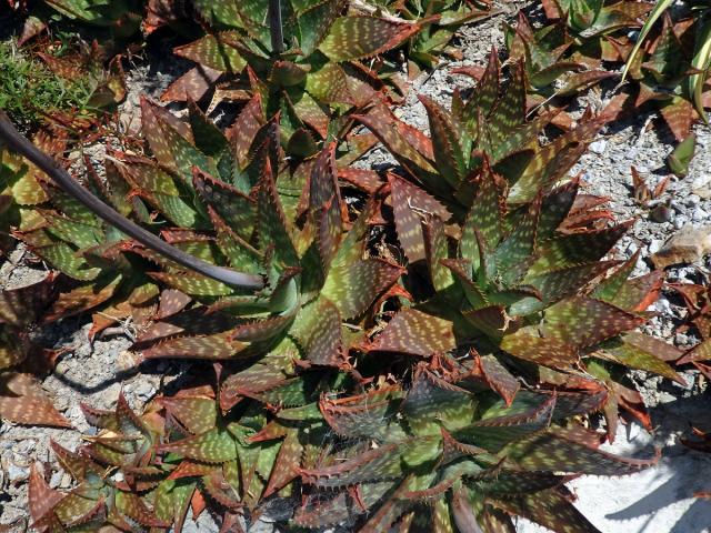 Aloe (Aloe maculata All.)