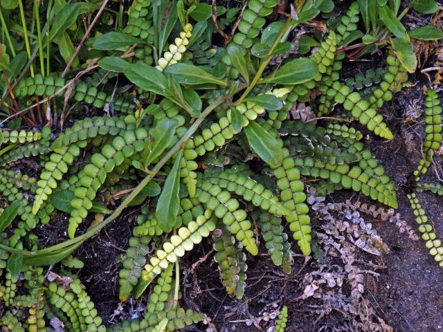 Žebrovice (Blechnum blechnoides (Bory) Keyserl.)