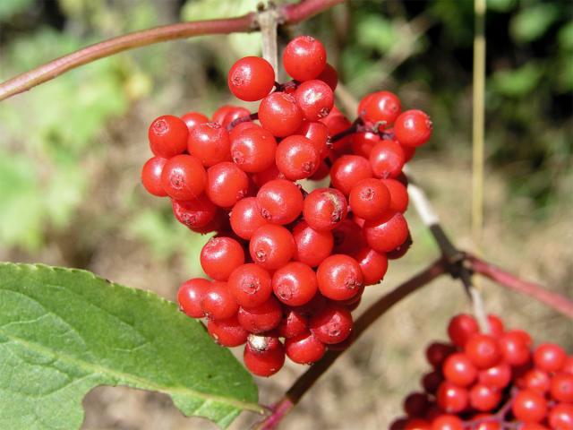 Bez červený - hroznatý (Sambucus racemosa L.)