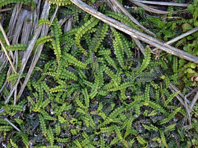 Žebrovice (Blechnum blechnoides (Bory) Keyserl.)