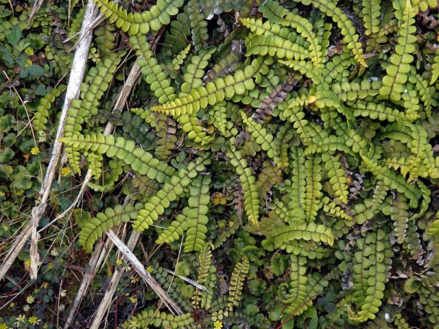 Žebrovice (Blechnum blechnoides (Bory) Keyserl.)