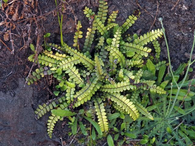 Žebrovice (Blechnum blechnoides (Bory) Keyserl.)