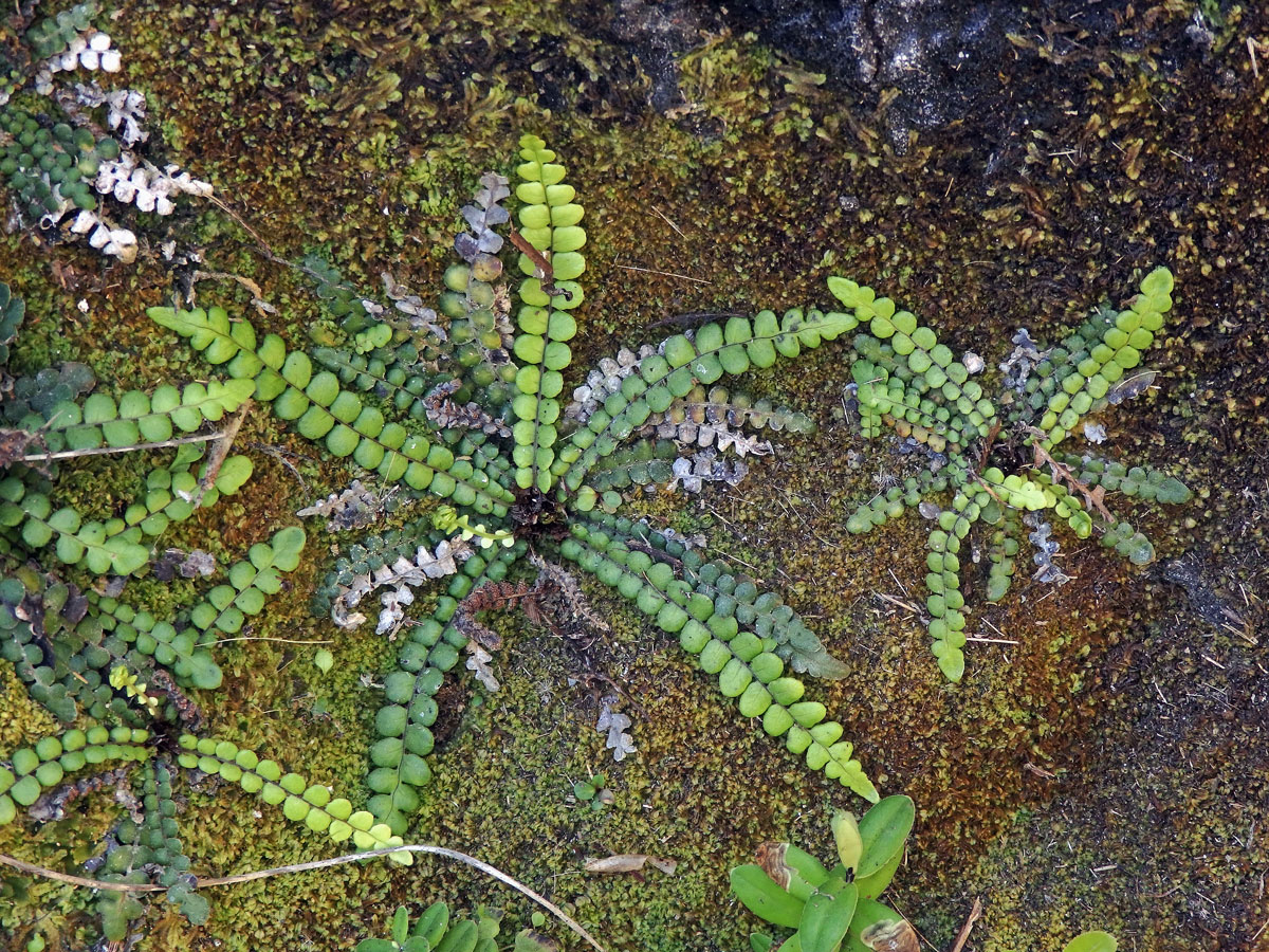 Žebrovice (Blechnum blechnoides (Bory) Keyserl.)