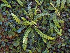 Žebrovice (Blechnum blechnoides (Bory) Keyserl.)