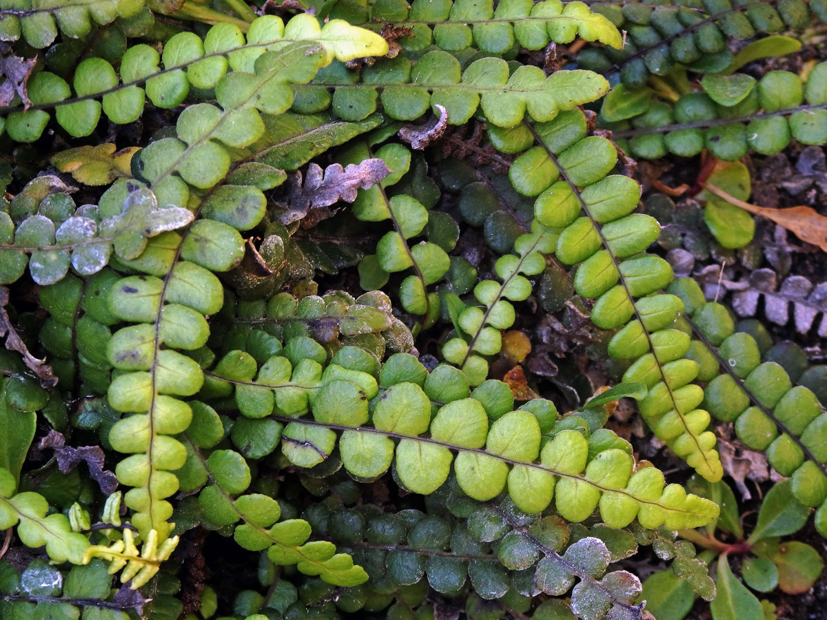 Žebrovice (Blechnum blechnoides (Bory) Keyserl.)