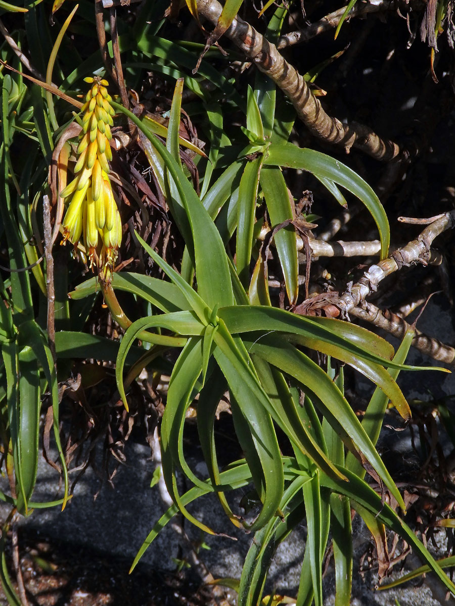 Aloiampelos striatula (Haw.) Klopper & Gideon F. Sm.