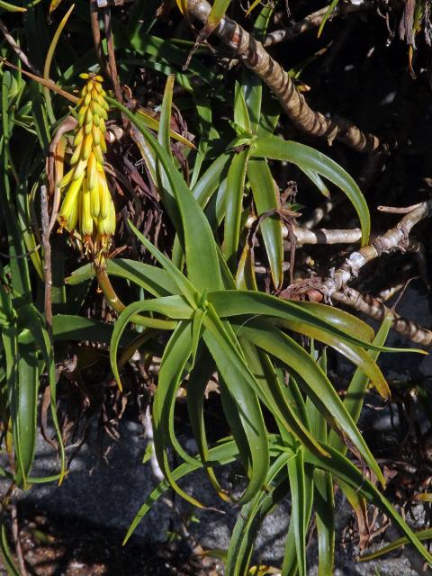 Aloiampelos striatula (Haw.) Klopper & Gideon F. Sm.