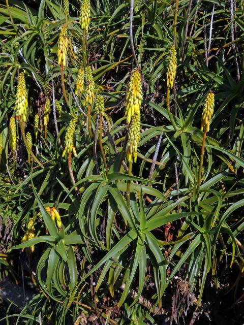 Aloiampelos striatula (Haw.) Klopper & Gideon F. Sm.