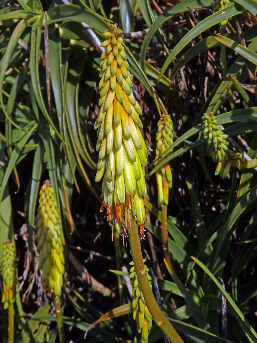 Aloiampelos striatula (Haw.) Klopper & Gideon F. Sm.